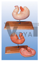 The model of pig stomach 2 parts